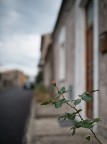 The Rose of the Street*
