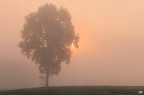 Misty Tree Misty Tree