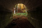 Un pomeriggio nel bosco