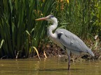 Camargue # 17 Camargue # 17