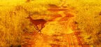 Murchison Nathional Park - Uganda 
Il sole che che si alza nella savana � uno spettacolo unico di colori.
Questa Antilope ci attraversa il sentiero a gran velocit�, solo dopo ci siamo accorti che un branco di leoni in lontanza stava avanzando.

Ho scelto questa immagine perch� mi piacciono molto i colori forti creati dal contro luce.

Avanti con commenti e critiche...grazie