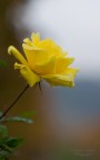 Un giallo all'improviso Un giallo all'improviso
