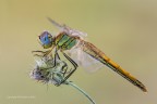 Sympetrum fonscolombii Sympetrum fonscolombii