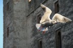 al volo.... al volo....