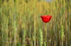Rosso Sospeso Rosso Sospeso