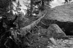 Tronco Abbattuto 2 Tronco Abbattuto 2