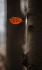 A Novembre.... A Novembre....