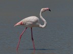 Camargue # 19 Camargue # 19