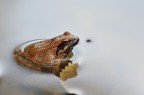 Milky frog Milky frog