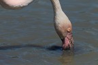 Camargue # 20