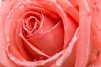 Cuore di una rosa Cuore di una rosa