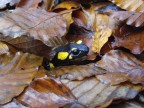 Salamandra... Salamandra...