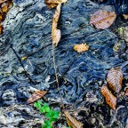 Mentre osservavo questo callo su un tronco tagliato... una folgorazione: i cieli stellati di Van Gogh!!!
In tutta umilt�, ovviamente...