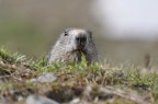 Marmotta