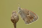 Coenonynpha pamphilus Coenonynpha pamphilus