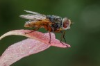Ectophasia sp... Ectophasia sp...