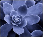Echeveria Echeveria