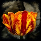 giocando con la pp in un giorno di pioggia