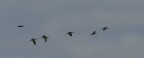 ibis mignattai in volo ibis mignattai in volo