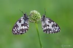 Melanargia galathea (Linnaeus 1758) Melanargia galathea (Linnaeus 1758)