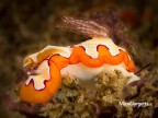 Nudibranco di circa 1,5 cm e sopra un gamberetto imperiale di 3 mm..... vivono in simbiosi.
Indonesia - Sulawesi - Lembeh