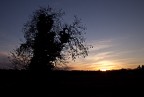 Albero Umano Albero Umano