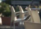 Passero 3 Passero 3