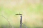 libellula libellula