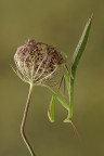 Mantide religiosa Mantide religiosa