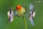 bombylius major bombylius major