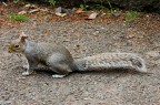 grey sqiurel