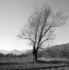 Hasselblad 500 c/m
Distagon 50 f11
Kodak Tmax400
HC-110 - 5,30 min - 24�C