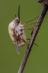 Bombilius major Bombilius major