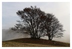 Lonely Tree Lonely Tree