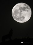 Full Moon....W Full Moon....W