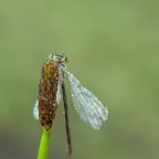la prima damigella la prima damigella