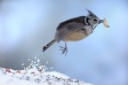 volo volo