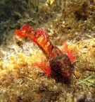 Pesce peperoncino