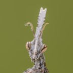 Ritratto di un'empusa pennata Ritratto di un'empusa pennata