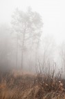 Dolce Nebbia Dolce Nebbia