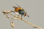Gymnosoma (Tachinidae) Gymnosoma (Tachinidae)