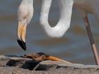 Camargue # 28 Camargue # 28