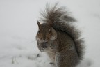 Sciurus carolinensis Sciurus carolinensis