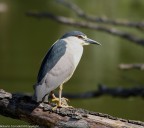 uccelli uccelli