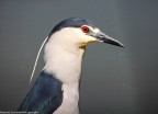 uccelli uccelli