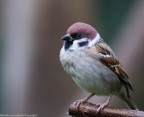 uccelli uccelli