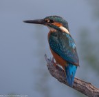 uccelli uccelli