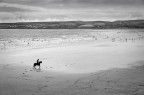A horse with no name A horse with no name