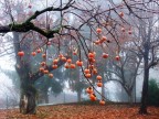 gli occhi degli alberi gli occhi degli alberi