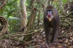 madrillo - gabon madrillo - gabon